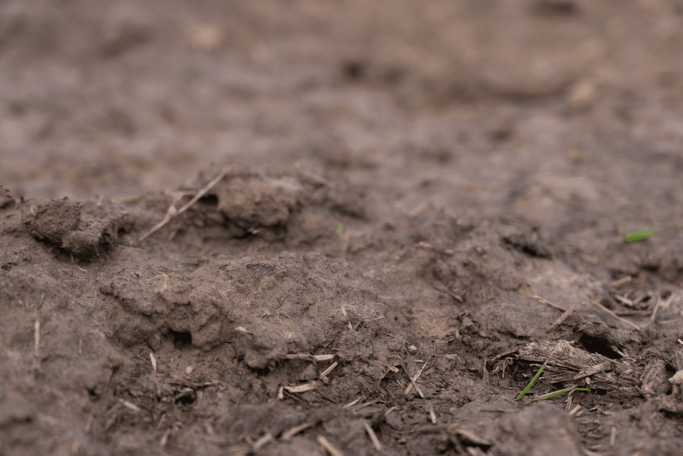 Soil Bacteria and Fungi Emerge as a Top Predictor of Childhood Allergic Disease